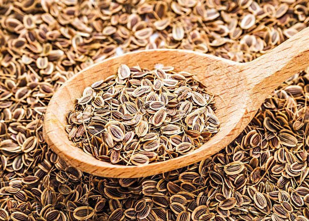 Background of dried dill seeds. Dill weed in wooden spoon.