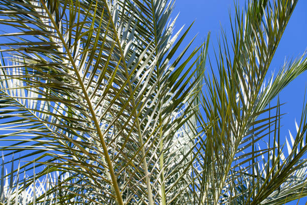 istock Green palm tree leaves perspective view from the floor high up. Turkey 863096656