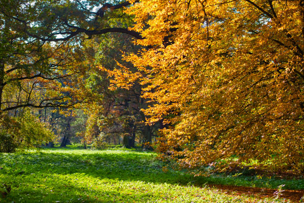 istock Beautiful, autumn scenery in the park. 863096844