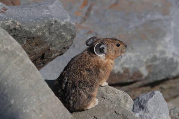 istock Pika Glacier NP Montana USA 863097116