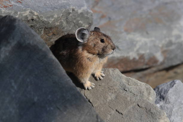 istock Pika Glacier NP Montana USA 863098098