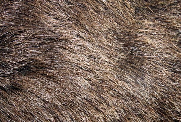 istock Texture of a brown bear's hair. 863098476