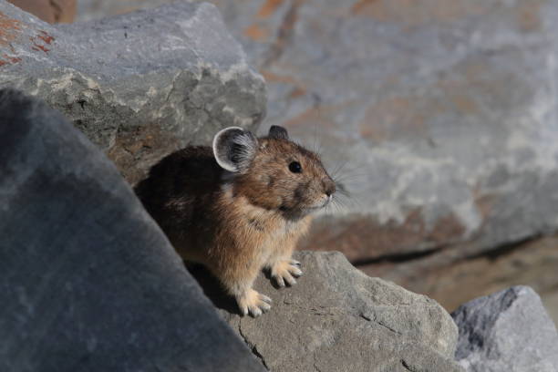 istock Pika Glacier NP Montana USA 863101690