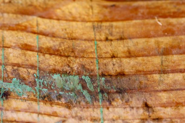 istock Old weathered turquoise grungy wood macro background 863101886