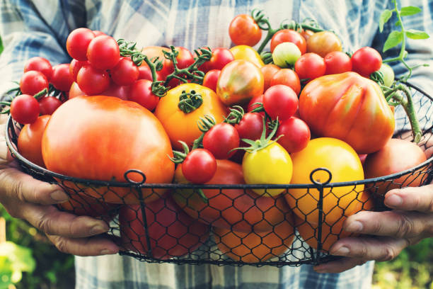 tomates orgánicos colores en manos de los agricultores. orgánico rojo amarillo naranja y verde tomate fresco en la canasta. - heirloom tomato tomato vegetable fruit fotografías e imágenes de stock