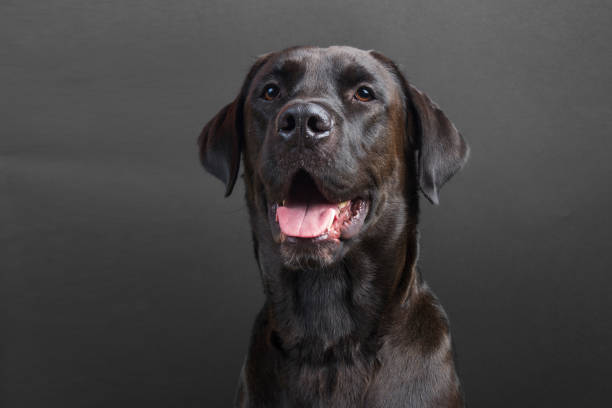istock Young black labrador smiling with tongue out on black background 863102116