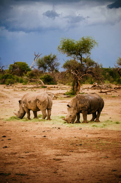 Two Rhinos in front of a Thunderstorm stock photo