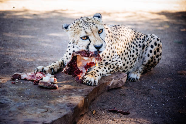Eating cheetah stock photo