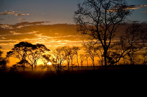 Cerrado trees in the sunset against the sunlight making a silhouette