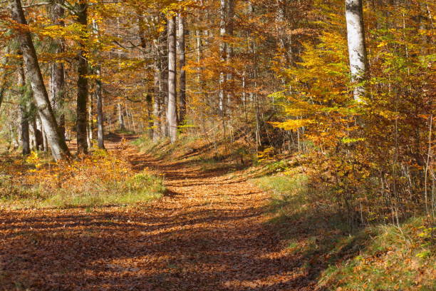 istock Autumn Forest Hiking Trail 863106234