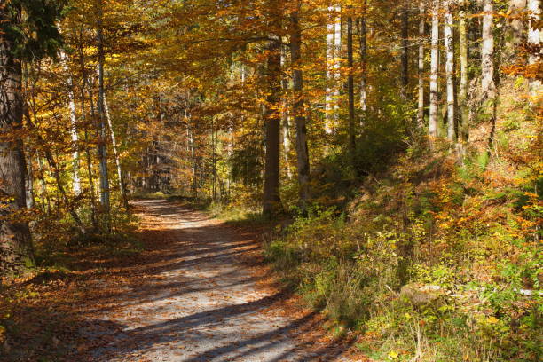 istock Autumn Forest Hiking Trail 863107834