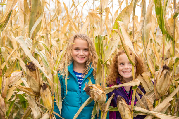 옥수수 밭에 두 어린 소녀 - agriculture close up corn corn on the cob 뉴스 사진 이미지