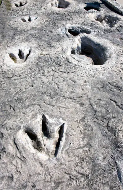 Photo of Dinosaur tracks.