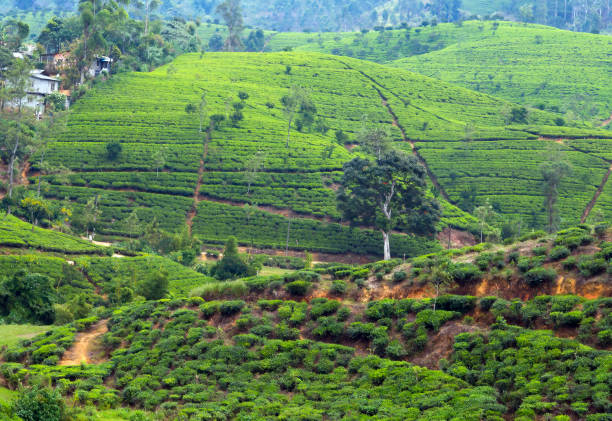 istock Green tea leaves background bushes 863109312