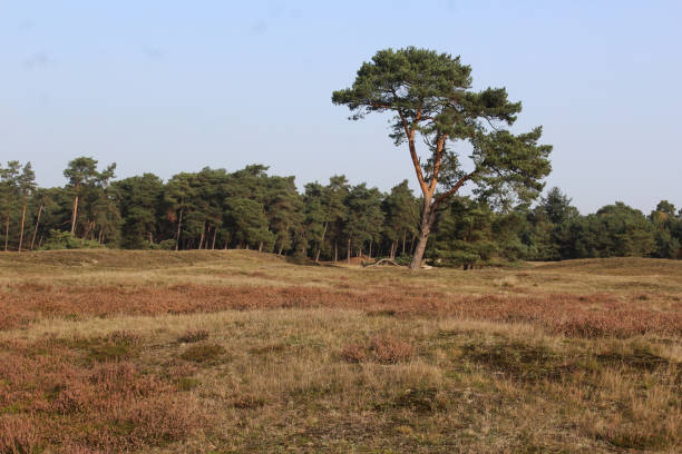 Overview of heather area in the uterechtse heuvelrug during autumn