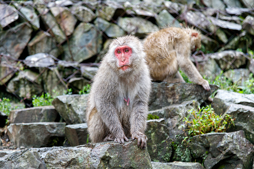 Japanese macaque monkeys in the Jigokudani Monkey Park in Yamanouchi, Shimotakai District, Nagano Prefecture, Japan.
