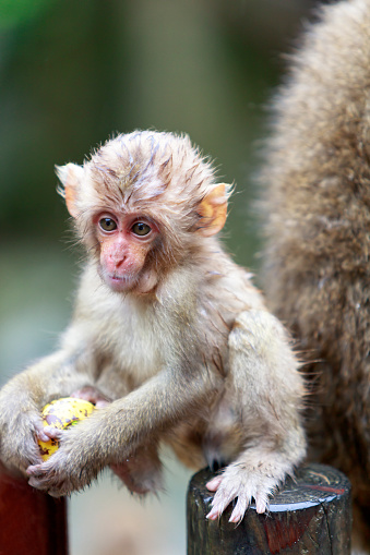 Japanese macaque monkey baby in the Jigokudani Monkey Park in Yamanouchi, Shimotakai District, Nagano Prefecture, Japan.