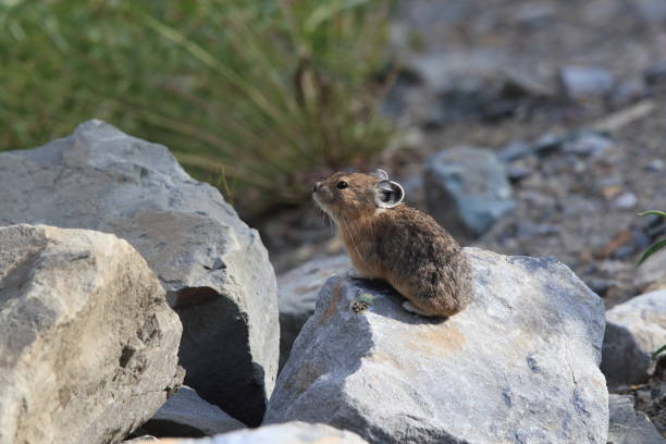istock Pika Glacier NP Montana USA 863114962