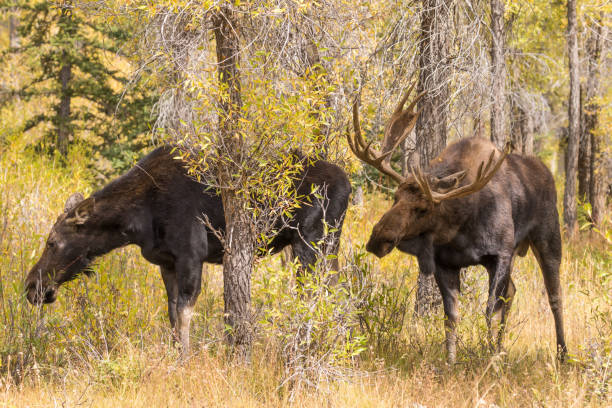 istock Bull and Cow Shiras Moose in Rut 863119944