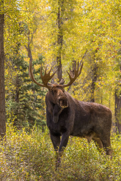 istock Bull Shiras Moose in Autumn 863120036