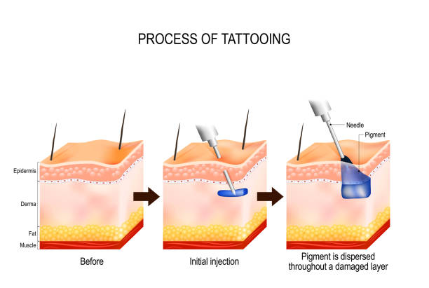 illustrazioni stock, clip art, cartoni animati e icone di tendenza di processo di tatuaggio - fat layer