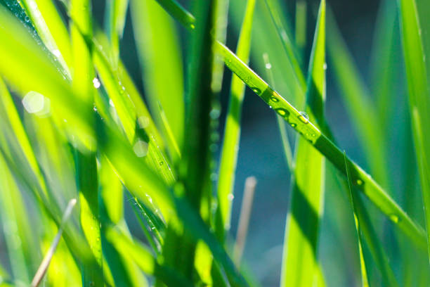 istock blades of grass in the sun macro 863120100