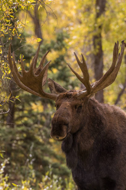 istock Bull Shiras Moose in Autumn 863120116