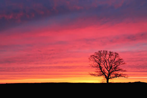 istock lonely tree at sunset against a background of pink sky 863120158