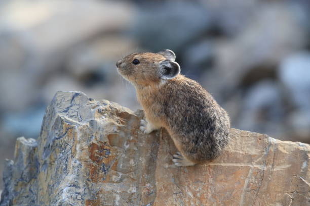 istock Pika Glacier NP Montana USA 863120534