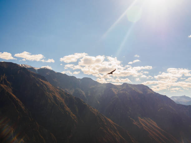 istock A condor bird gliding in Colca Canyon, Peru 863123730