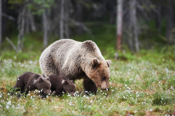 istock Mummy bear and two little cubs 863123926