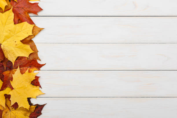istock Fallen autumn maple leaves on white wooden background 863128958
