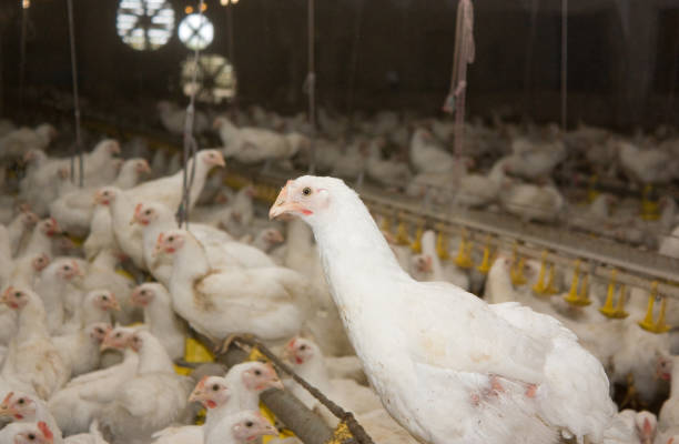 istock Young broiler chickens at the poultry farm 863129004