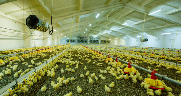 istock A large modern farm for growing chickens 863132582