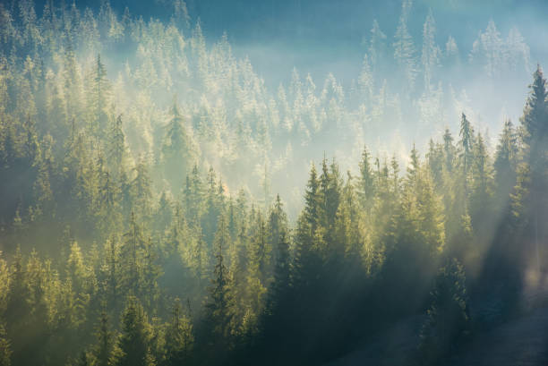 istock spruce forest in fog on hillside at sunrise 863132982