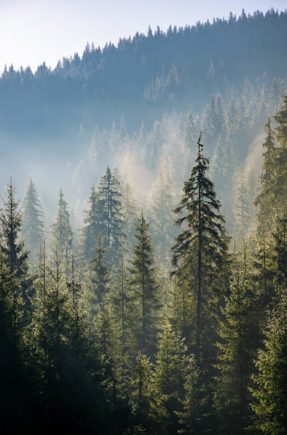 istock spruce forest in fog on hillside at sunrise 863132996