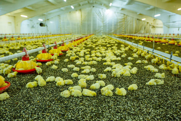 istock young yellow chickens on a poultry farm 863141932
