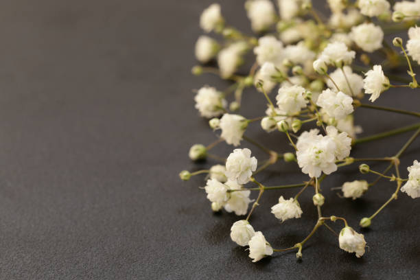 istock little beautiful white flowers on a black background 863142074