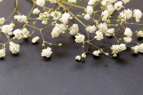 istock little beautiful white flowers on a black background 863142366