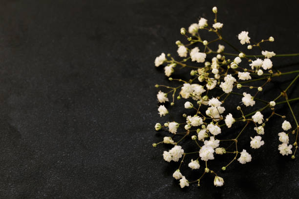 istock little beautiful white flowers on a black background 863142440