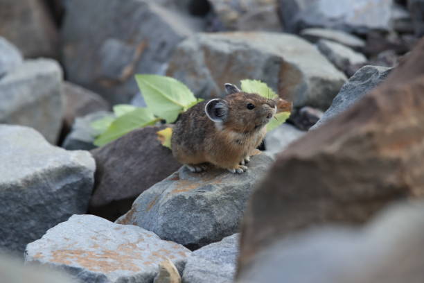 istock Pika Glacier NP Montana USA 863142700