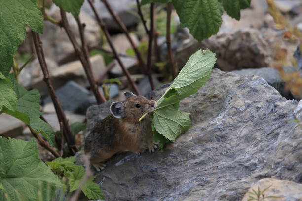istock Pika Glacier NP Montana USA 863142706