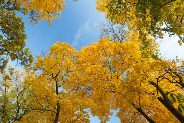 żółte klony na tle błękitnego nieba jesienią - gold yellow aspen tree autumn zdjęcia i obrazy z banku zdjęć