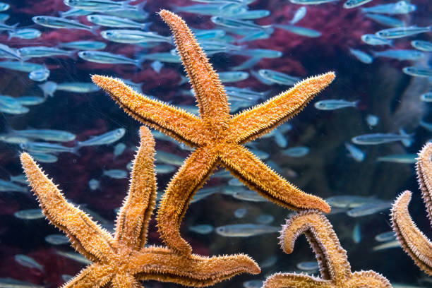 Shoal of fish and beautiful Spiny Starfish living in sea aquarium.