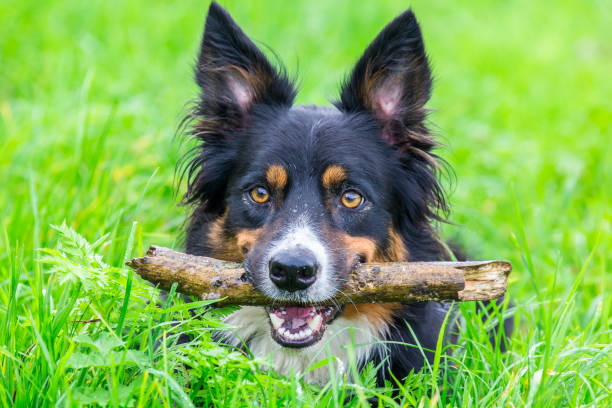 istock Head border collie with stick in beak 863148352