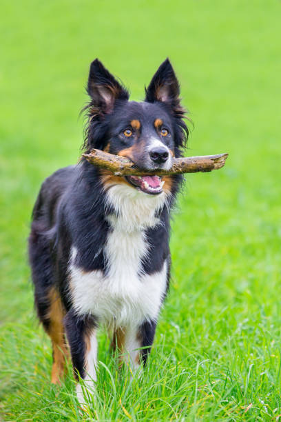 istock Standing border collie in grass with stick 863150774