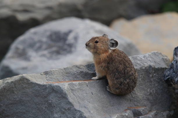 istock Pika Glacier NP Montana USA 863155066