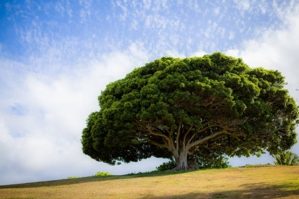 antiga árvore tropical sob o céu azul com nuvens - tree shade large growth - fotografias e filmes do acervo