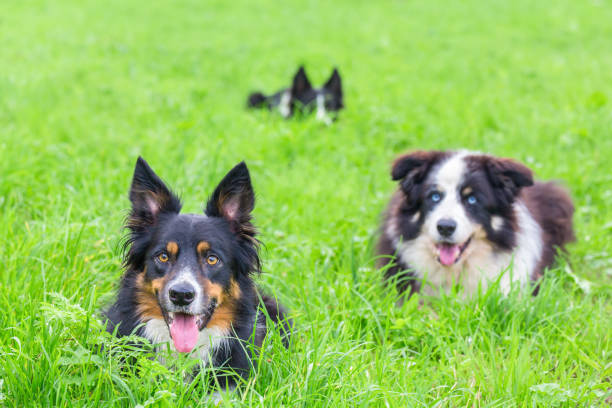 Three border collies lying in green grass. For a photoshoot I took this group of three dogs to a meadow. The animals listened very well and were lying in the green grass of a pasture. These dogs are often used to collect the sheep in agriculture. They are well trained and very clever.