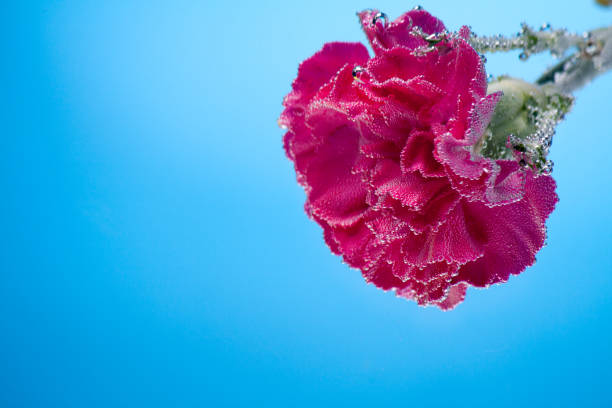 istock carnations flowers on a blue background 863155716